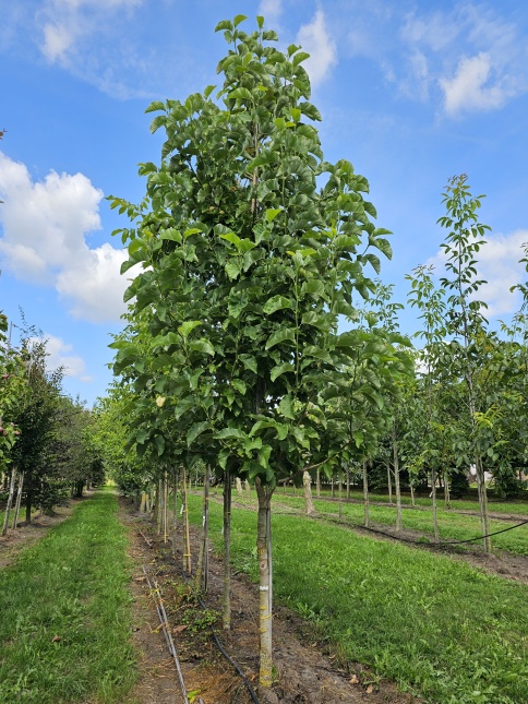 Magnolia 'Yellow Bird',  2e bloei in augustus 2025