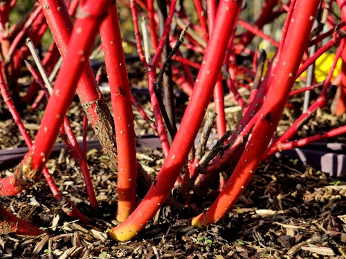 Cornus alba Sibirica rode takken en rood herfstblad