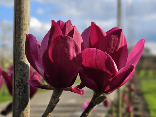 Magnolia 'Emperor' laatste fase bloei halverwege april