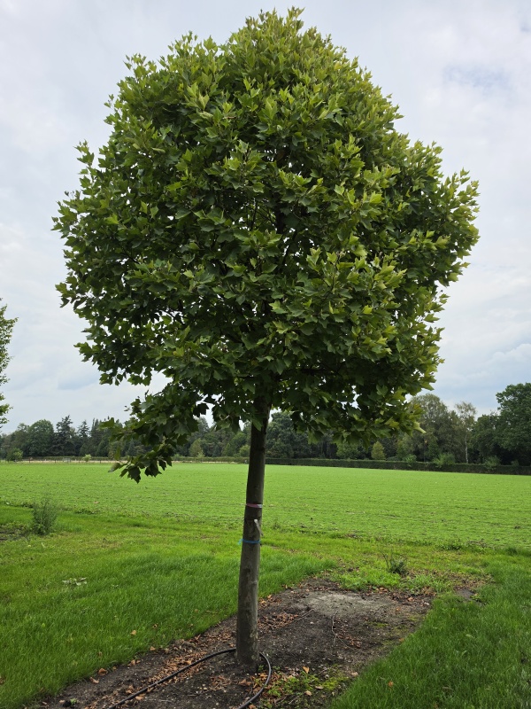 Bol Plataan