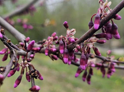Cercis siliquastrum laat in het najaar mooie herfstkleuren zien