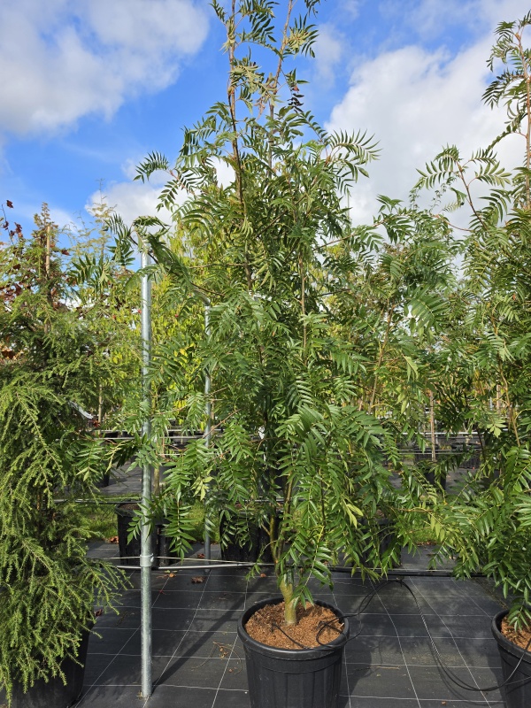 Lijsterbes 'Dodong'