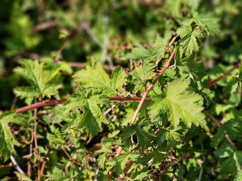 Kransspirea - vakbeplanting - Stephanandra incisa 'Crispa'