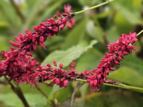 Ook voor tuinbakken op uw terras is de Duizendknoop geschikt