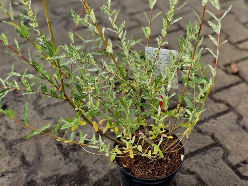 Bonte wilg - Salix integra 'Hakuro Nishiki'
