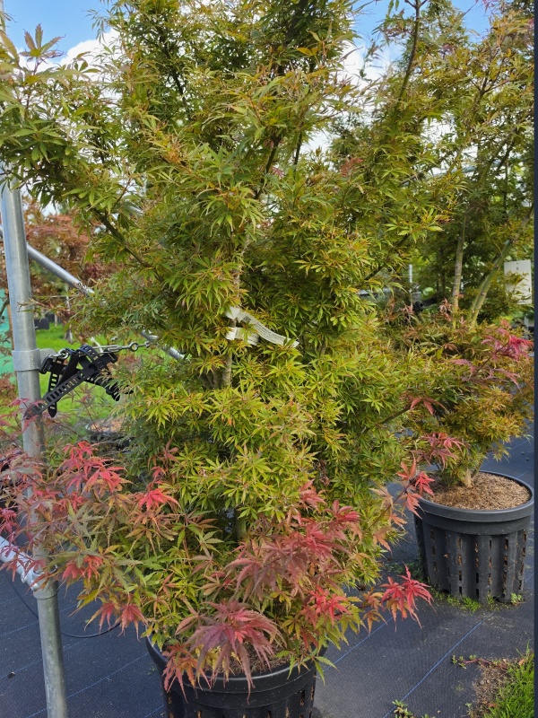 Japanse esdoorn met donkerrood blad
