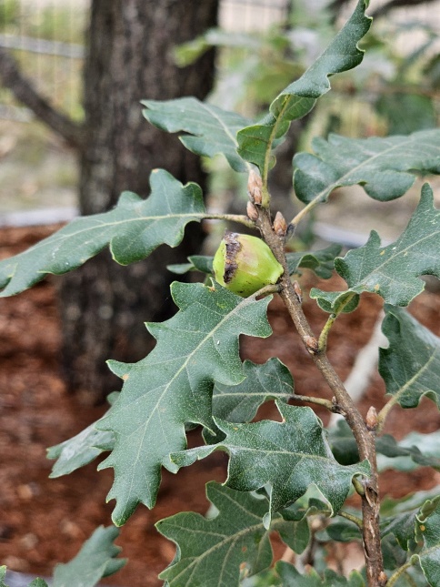 Quercus pubescens, Donzige eik