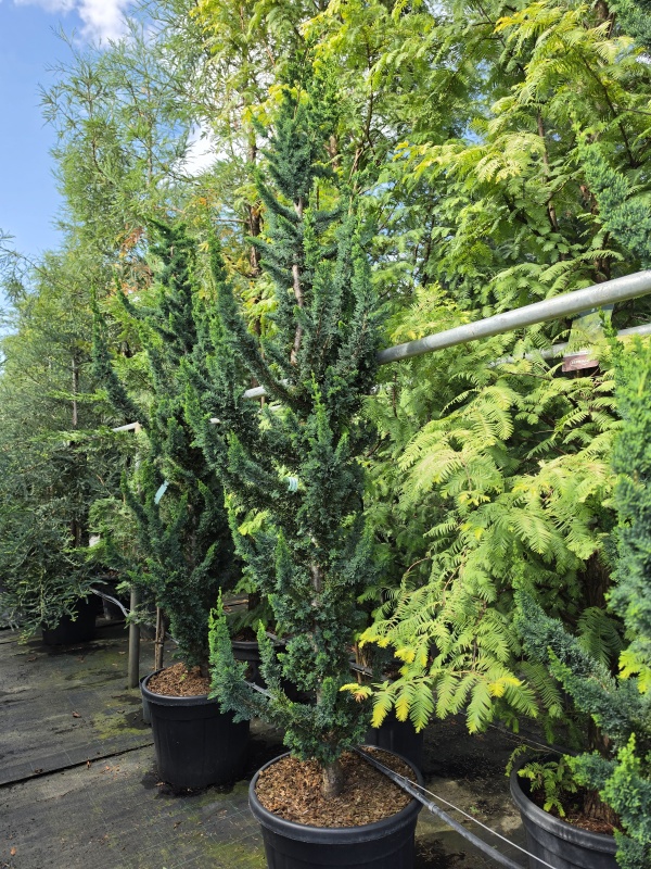 Schijncipres 'Wissel's Saguaro'