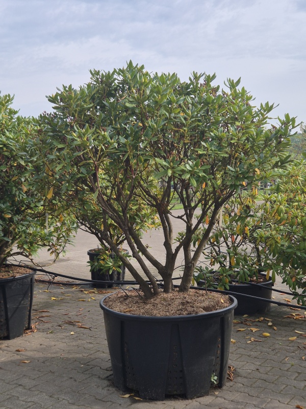Rhododendron 'Cunningham's White'