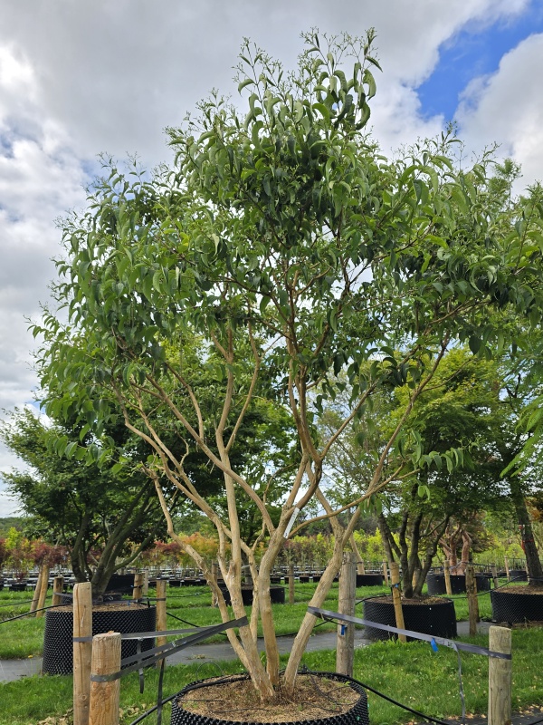 Sieben-Söhne-Baum