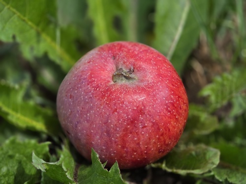 Appelboom 'Sijden Hempje'