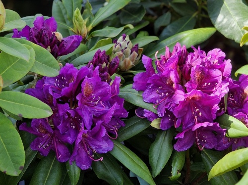 Rododendron 'Marcel Menard' midden 6 mei 2026