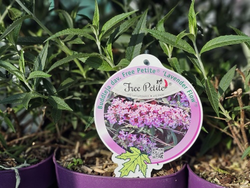 Dwerg Vlinderstruik 'Free Petite Lavender' - Buddleja davidii 'Free Petite Lavender'