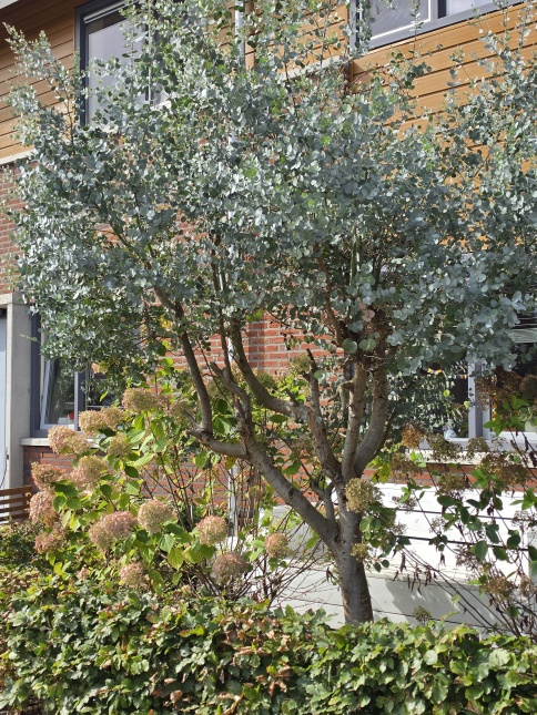 Eucalyptus gunnii bladhoudende struik - boom