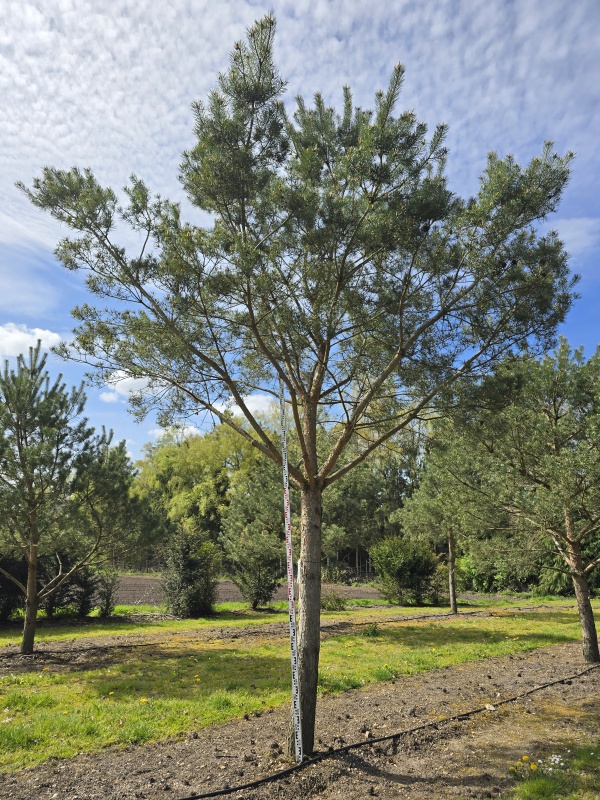 Grove Den