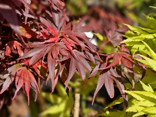 Japanse Esdoorn 'Shaina' in mei