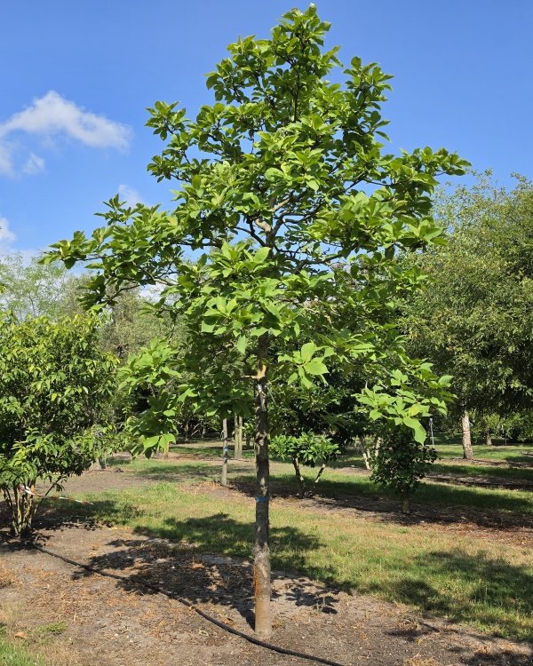 Magnolia