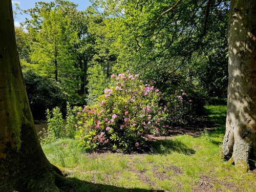 Rhododendron ponticum 'Roseum' als toepassing juni 2024