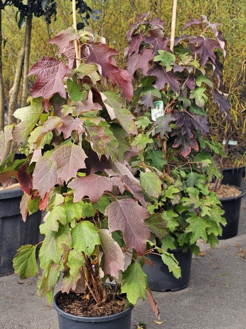 Hydrangea Quercifolia Eikenbladhortensia met verkleurend blad in de nazomer