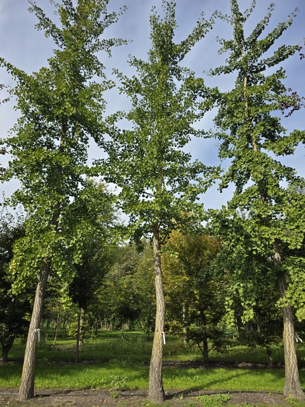 Japanse notenboom  Tempelboom