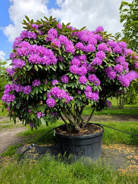 Rododendron 'Catawbiense Boursault' toepassing tuin