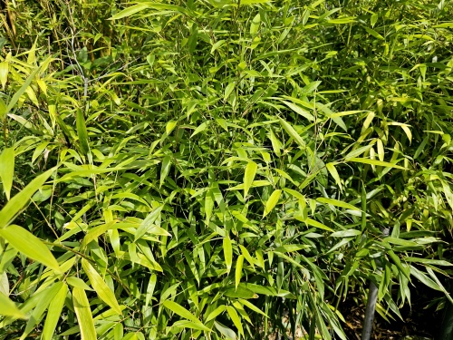Phyllostachys Bissetii