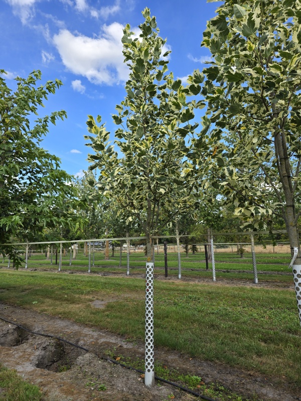 Tulpenboom 'Snowbird'