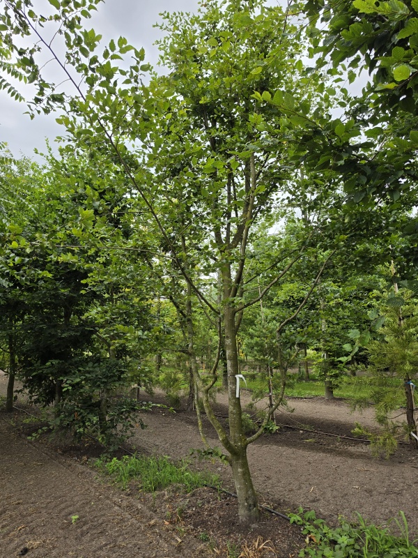 Speelboom,  klimboom, vogelboom,