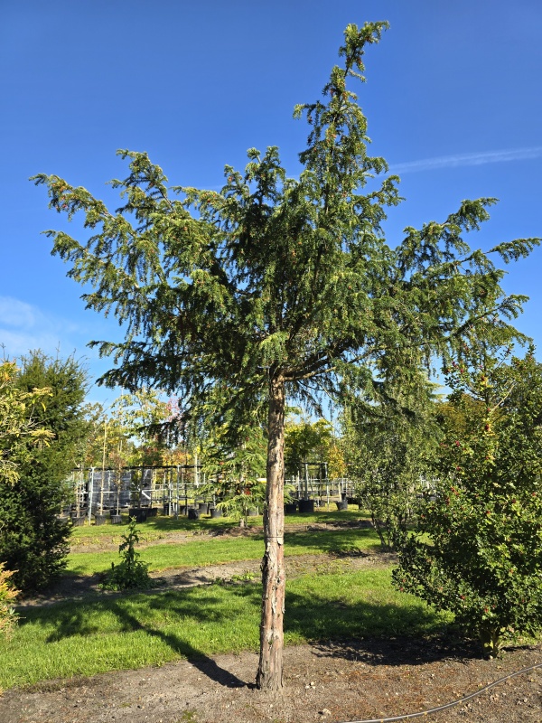 Treurtaxus