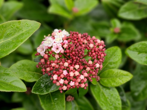 Sneeuwbal 'Lisa Rose' - Viburnum tinus 'Lisa Rose'