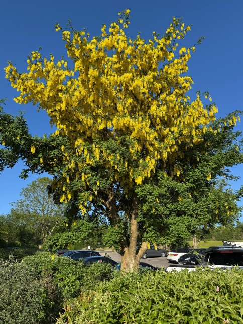 Laburnum in volle bloei. Gouden regen mei