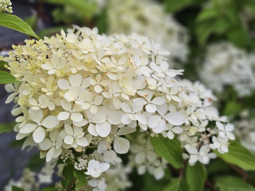Pluimhortensia Phantom
