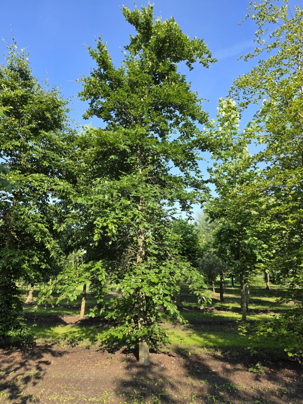Groene Beuk