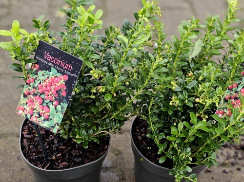 Vaccinium Vitis-idaea 'Cherry Meliro'