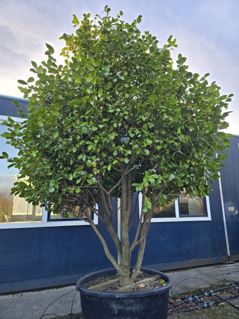 Camellia japonica