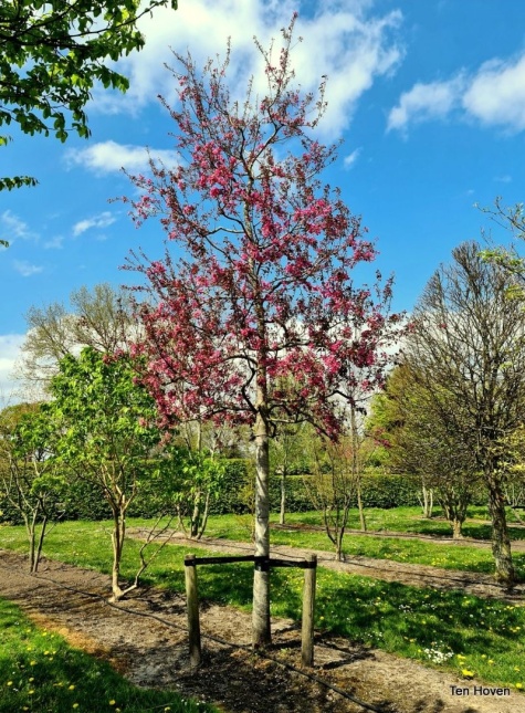 Sierappel 'Mokum', bloesem