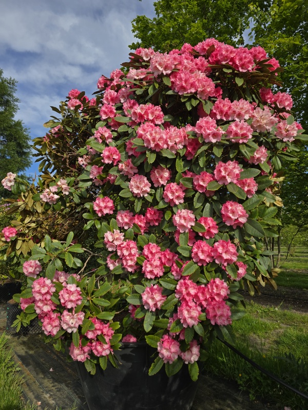 Japanse Rhododendron
