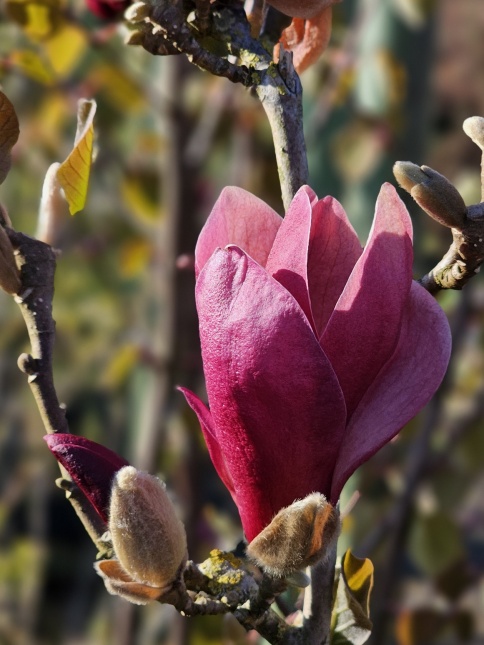 Bloemen Magnolia 'March Till  Frost'