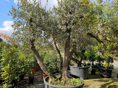 Olijfboom, meerstammige boom in volwassen vorm