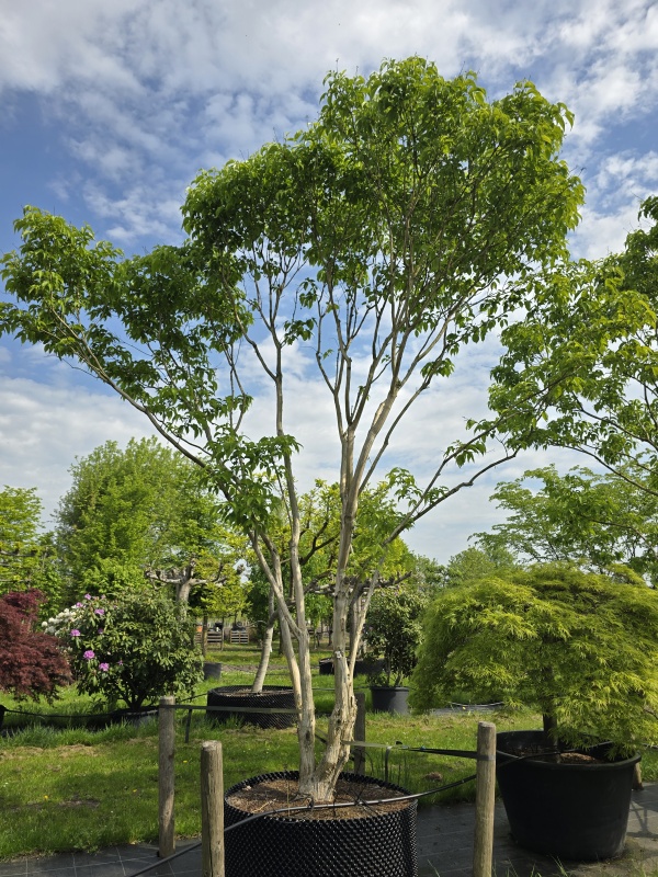 Sieben-Söhne-des-Himmels-Baum