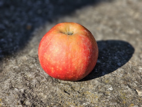 Appel 'Elstar' is de bekende sappige zoetzure handappel met stevig vruchtvlees