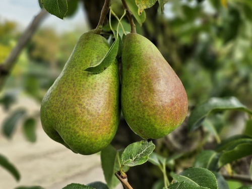 handpeer Bonne Louise kan direct 'van de boom' gegeten worden