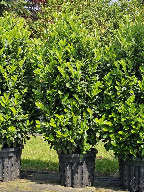 Prunus laurocerasus 'Bonaparte'