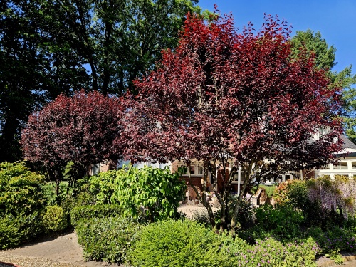 Prunus cerasifera 'Nigra' meerstam