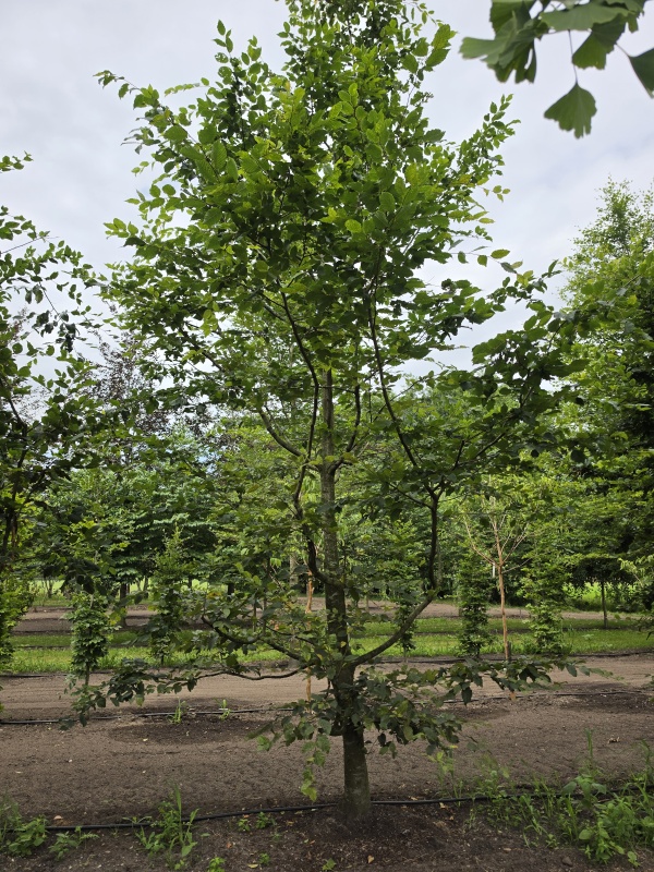 Speelboom,  klimboom, vogelboom,