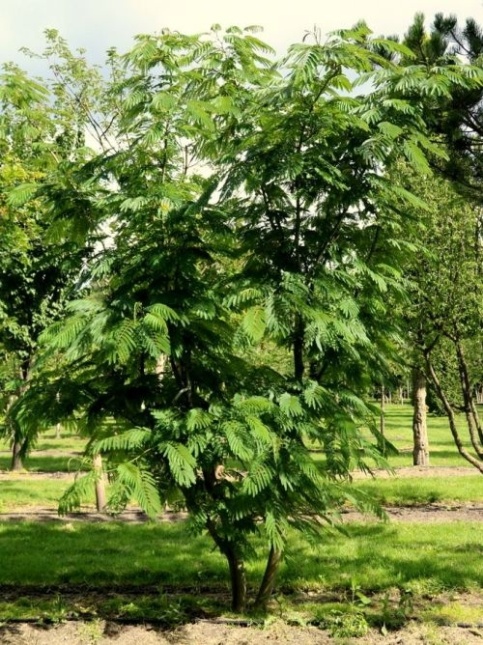 Albizia meerstam in pot