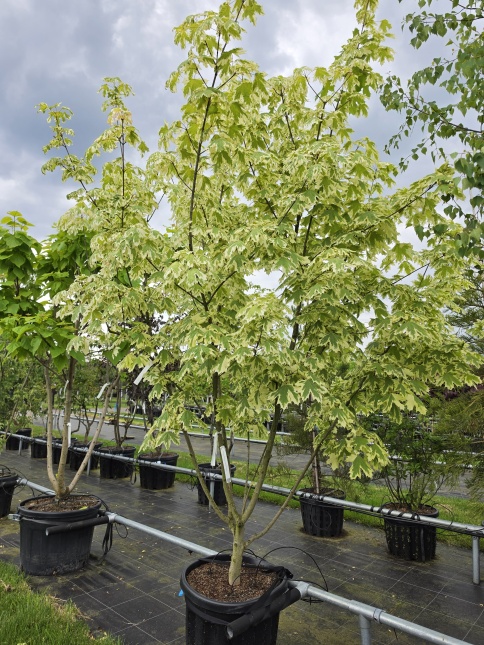Gevlekte Noorse esdoorn, Acer platanoides 'Drummondii