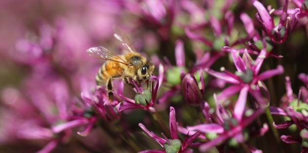 Welke struiken en planten zijn geschikt voor bijen?
