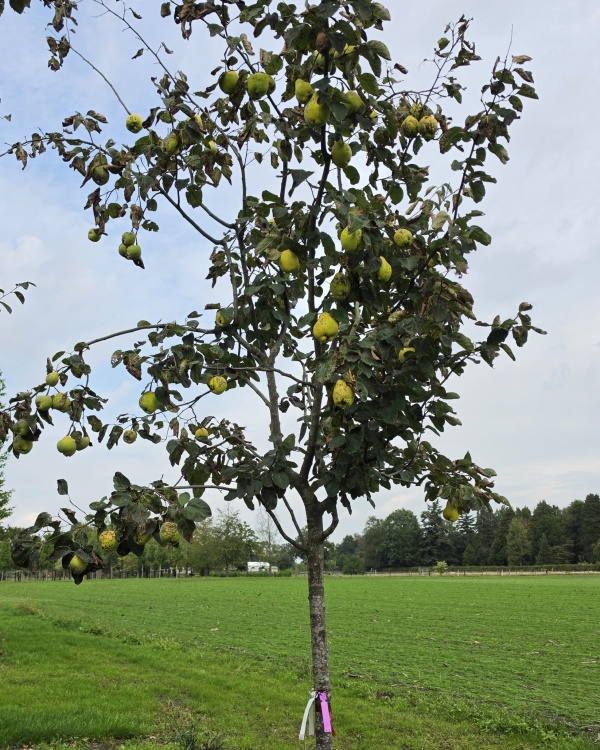Quitte mit Schirmkrone