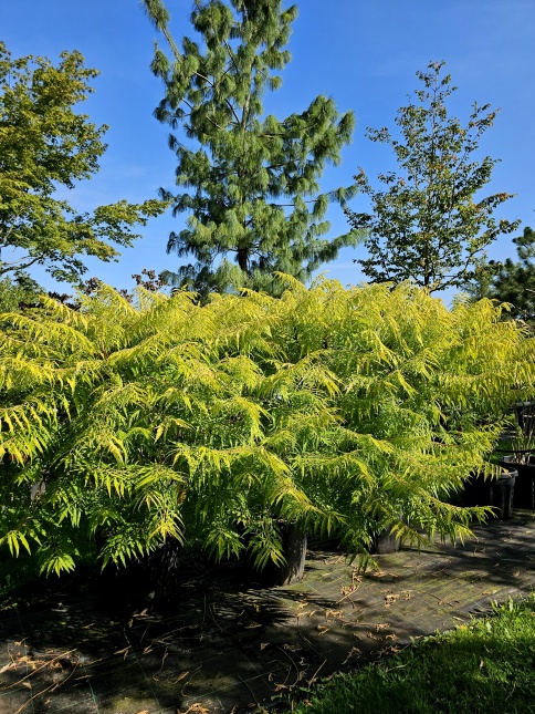 Rhus typhina 'Tiger Eyes' najaar